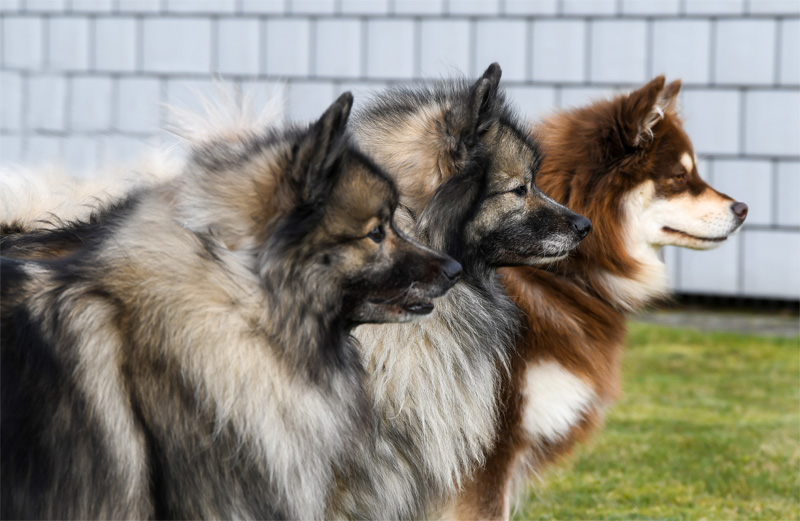 Wolfsspitze + Finnischer Lapphund vom Alten Nierstal